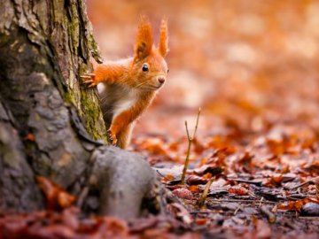 Погода у Луцьку на завтра, 26 жовтня