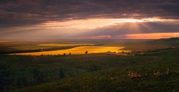 В Україні жнива: чому хліб наших бабусь – найсмачніший. ФОТО