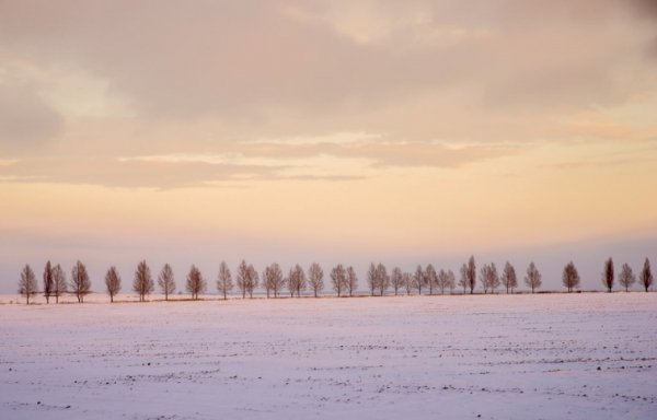 В Україні жнива: чому хліб наших бабусь – найсмачніший. ФОТО