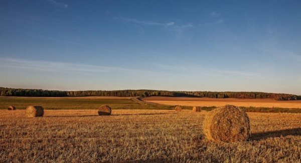 В Україні жнива: чому хліб наших бабусь – найсмачніший. ФОТО