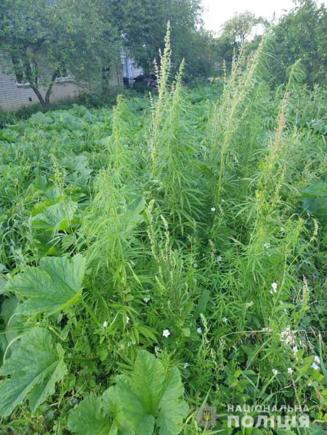 У Луцькому районі поліція виявила плантацію конопель. ФОТО