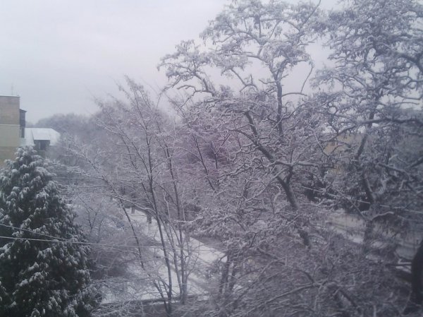 Перший сніг у Луцьку: реакція соцмереж. ФОТО