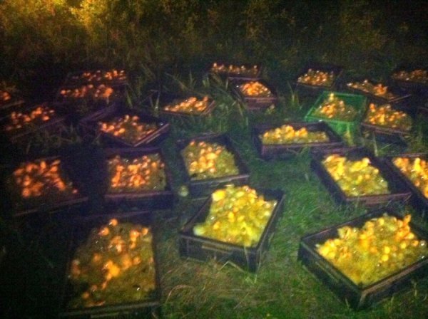 Двоє чоловіків хотіли вивезти в Росію 3,5 тисячі каченят. ФОТО