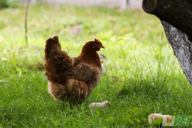 Пернаті туристи Шацьких озер. ФОТО