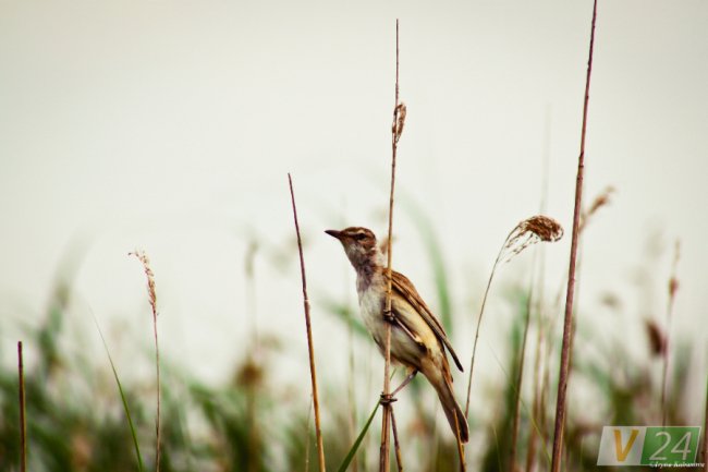 Пернаті туристи Шацьких озер. ФОТО