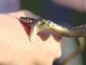 На Львівщині харків'янина вкусила змія: він потрапив у реанімацію