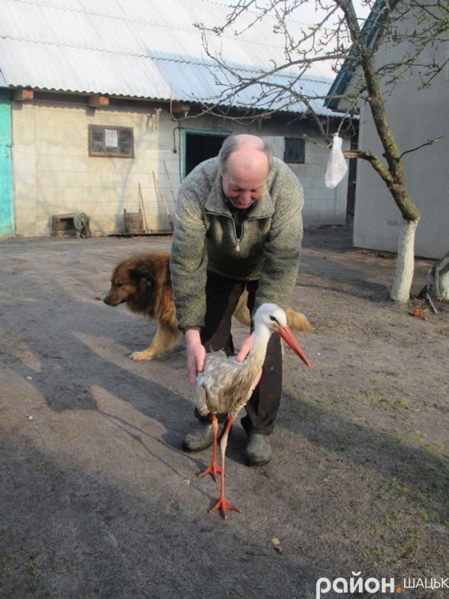 Лелека прижився у волинській родині, яка його врятувала