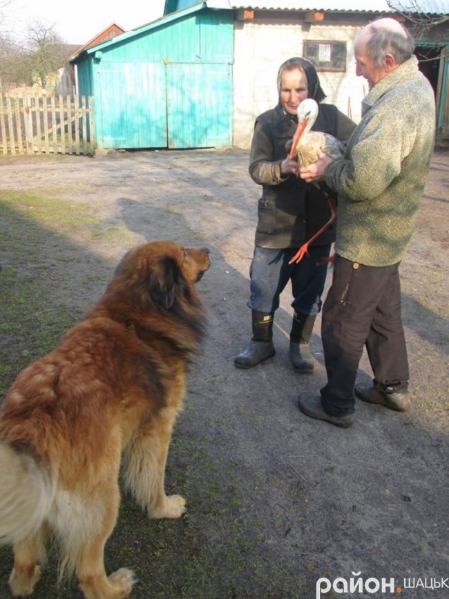 Лелека прижився у волинській родині, яка його врятувала