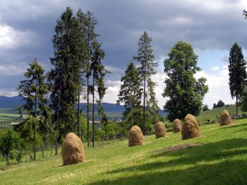 Справа дійшла до суду: на Волині селяни побились через сіно 