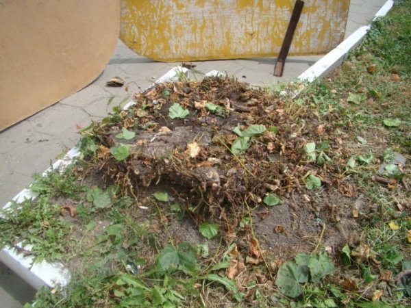 Як облагороджують центр Луцька. ФОТО