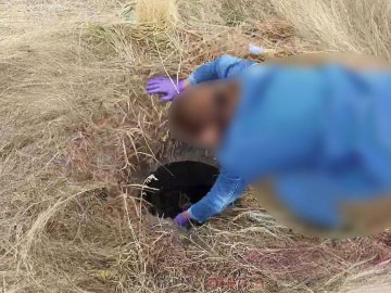 Волинські зоозахисники врятували з ями-могильника дві виснажені собаки
