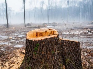 Дерево вбило 17-річного хлопця на Закарпатті