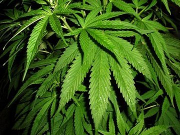 У Луцьку патрульні і гвардійці вилучали наркоту