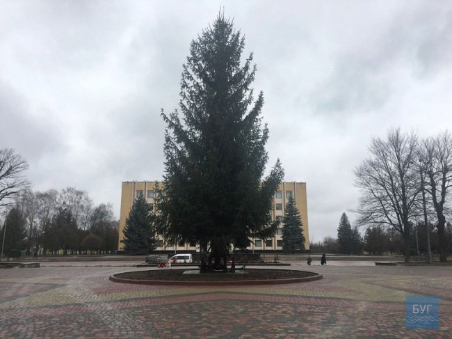 Якою буде головна ялинка Нововолинська