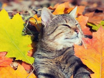 Погода в Луцьку та Волинській області на завтра, 21 жовтня