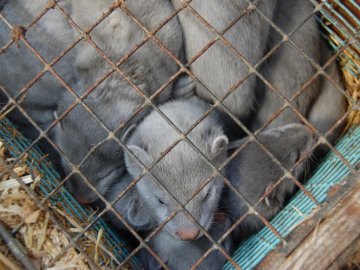 Норкова ферма на Волині будується з порушеннями, – екоактивіст. ВІДЕО