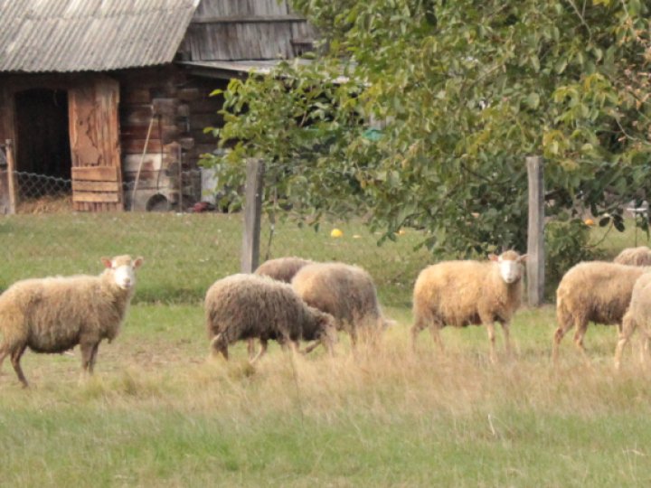 Скільки коштують кози та вівці на Волині: огляд цін