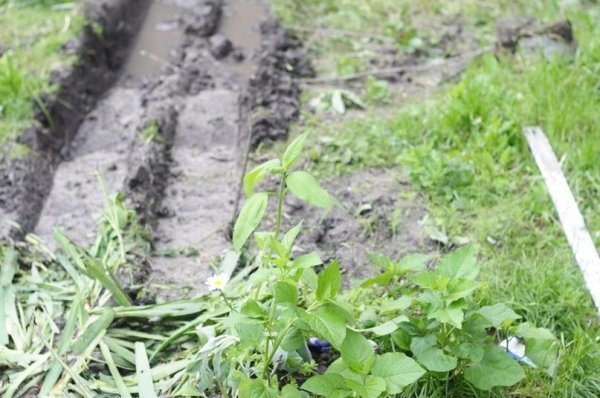 Мешканці багатоповерхівки скаржаться на комунальників, які зруйнували квітник. ФОТО