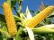 Правила вирощування кукурудзи*