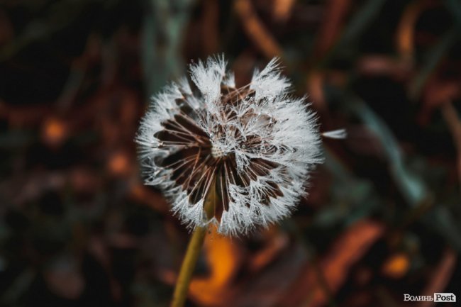 Туманний Луцьк: неймовірні фото 