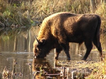 У волинських лісах вбили трьох зубрів