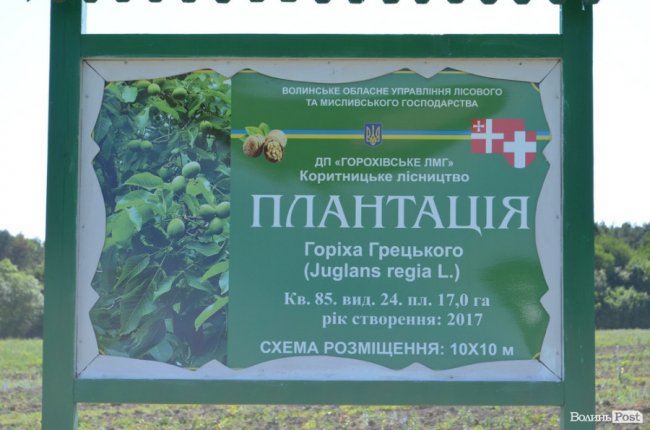 Горіховий рай: як на Волині плекають «смачну і корисну» плантацію
