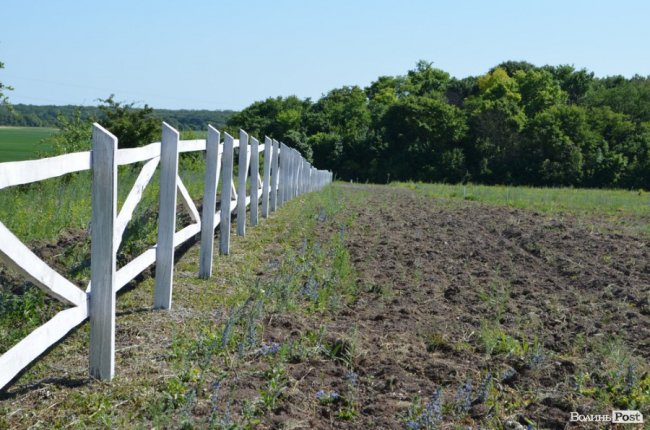 Горіховий рай: як на Волині плекають «смачну і корисну» плантацію