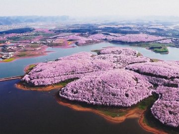 Неначе у раю: цвіт вишні перетворив Китай на казку. ФОТО