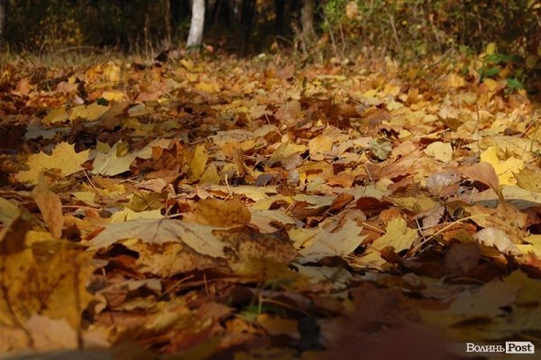 Парк у Луцьку: осіння краса і людська байдужість. ФОТО