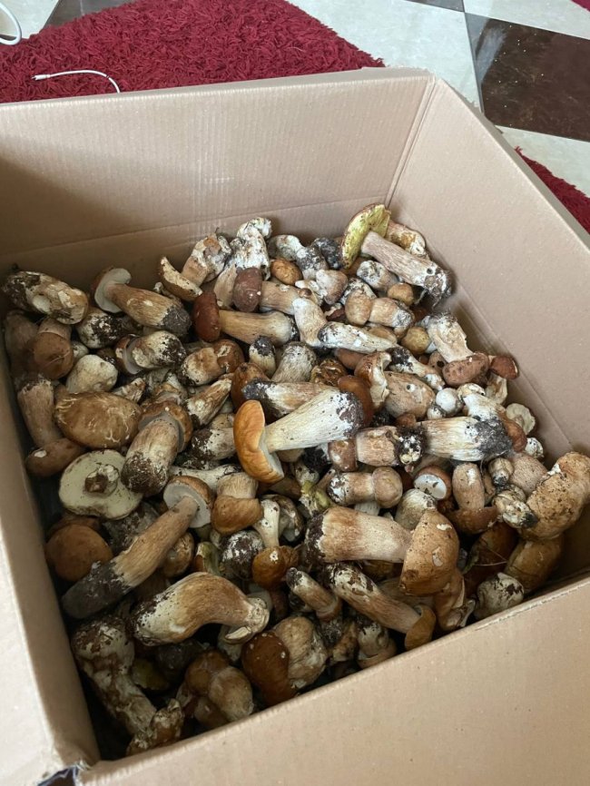 Перший похід до лісу: волинянка знайшла понад 200 білих грибів. ФОТО