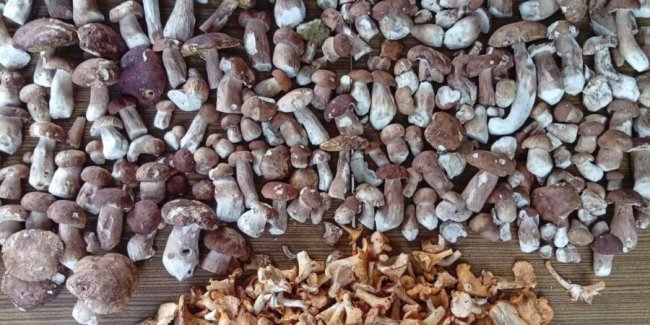 Перший похід до лісу: волинянка знайшла понад 200 білих грибів. ФОТО