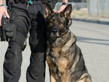 У Польщі службовий пес врятував українця від смерті