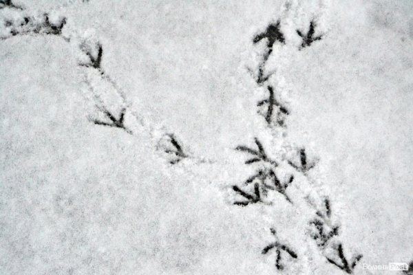 Фото снігового ранку в Луцьку