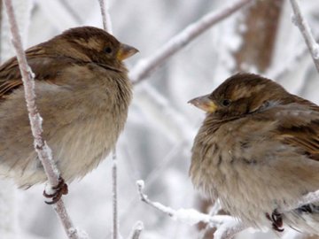 Погода у Луцьку та Волинській області на завтра, 8 грудня