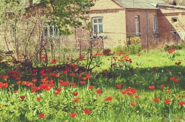 Луцькі тюльпани. ФОТО