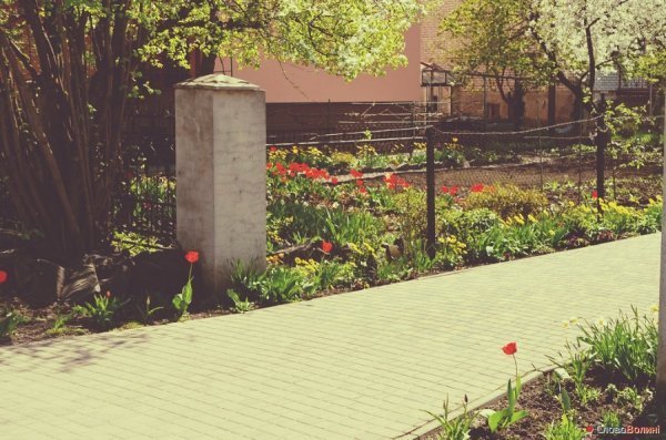 Луцькі тюльпани. ФОТО