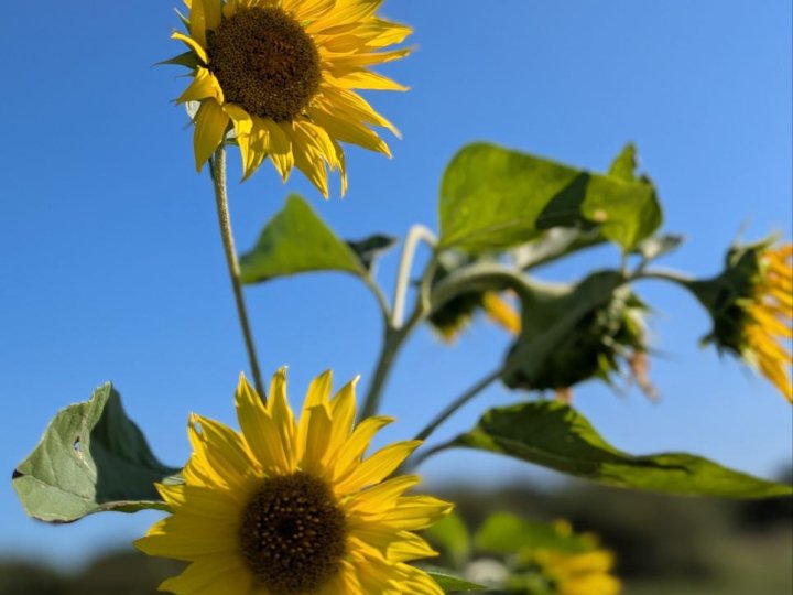 Після похолодання й дощів в Україну знову прийде тепло: коли чекати сонця