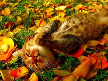 Погода у Луцьку та Волинській області на завтра, 21 вересня