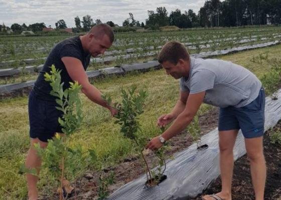 Волинське підприємство удвічі збільшить насадження лохини. ФОТО