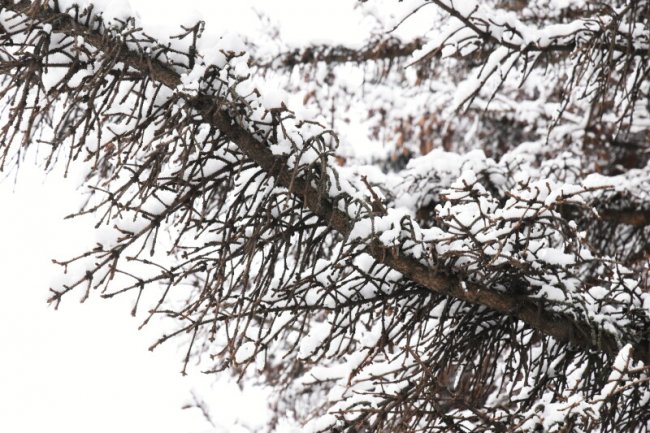 У Луцьку на меморіалі зрізують дерева. ФОТО