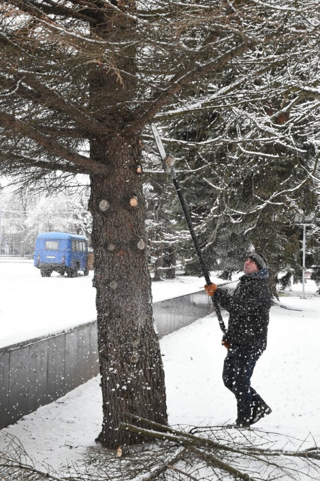 У Луцьку на меморіалі зрізують дерева. ФОТО