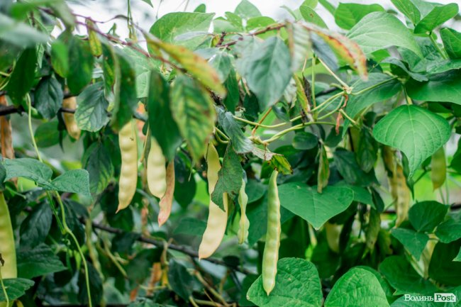 Соковиті й налиті сонцем дарунки осені: що вродило в садах і на городах лучан. ФОТО
