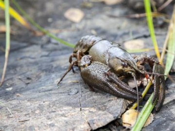 На Волині з 1 липня дозволили ловити раків