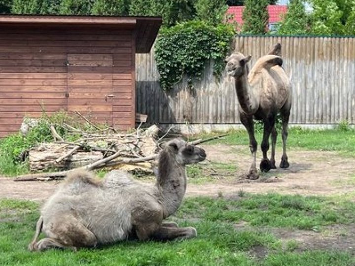 Показали маленьке верблюжа, яке народилося у Луцькому зоопарку. ВІДЕО