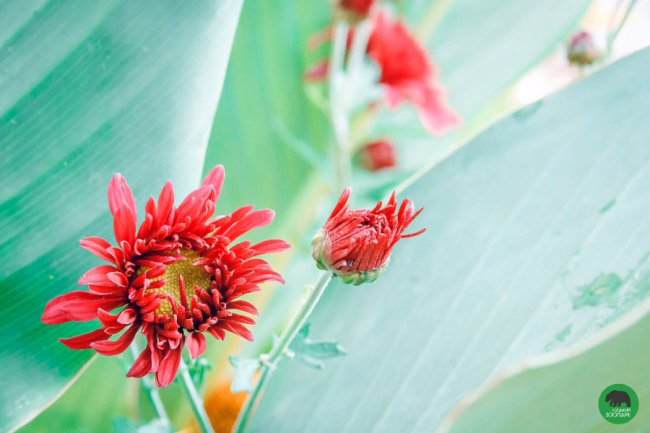 Жовтогаряча осінь у Луцькому зоопарку. ФОТО