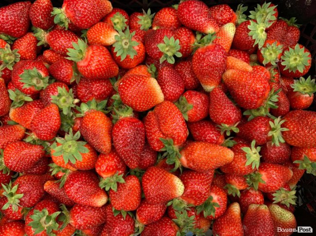 Скільки коштує полуниця на луцькому ринку 