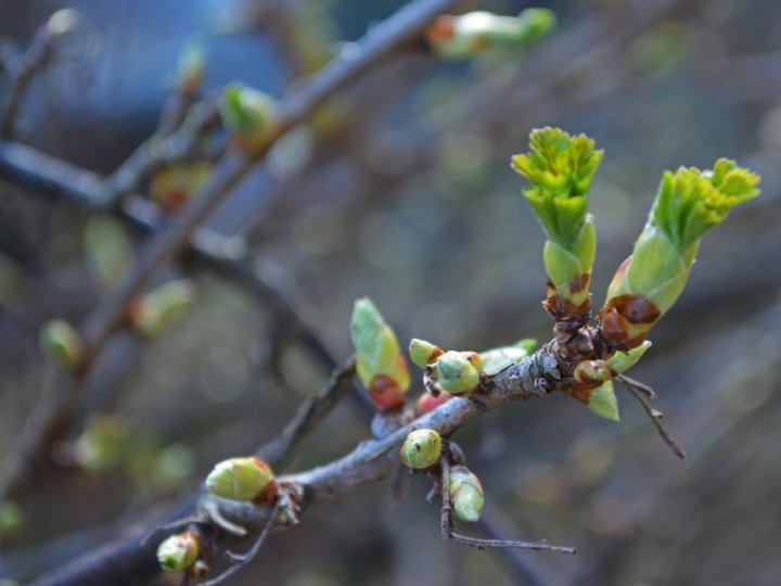 На Волині синоптики оголосили метеорологічну весну