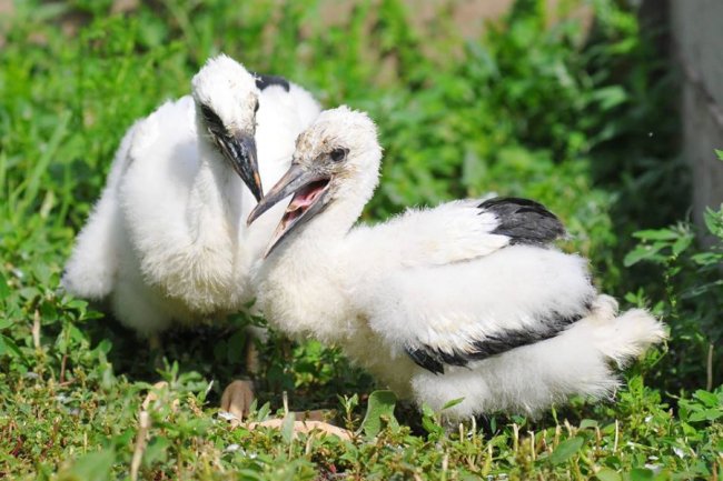 Як у Луцькому зоопарку рятують покинуту пернату малечу