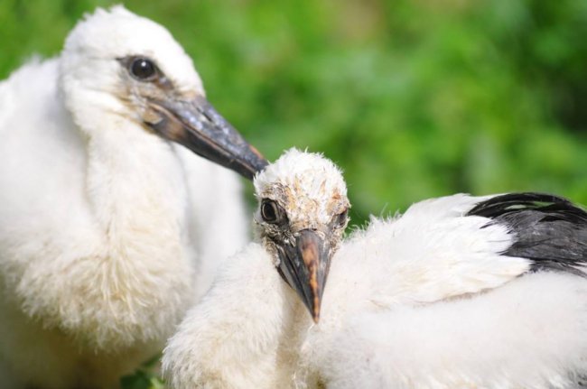 Як у Луцькому зоопарку рятують покинуту пернату малечу