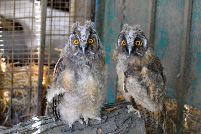 Як у Луцькому зоопарку рятують покинуту пернату малечу